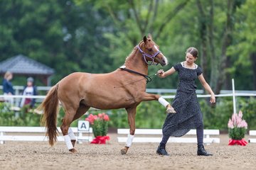Bild 152 - Pony Akademie Turnier